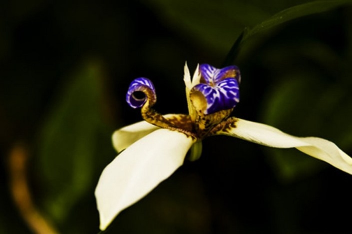 唯美艳丽的巴西鸢尾花卉植物图片