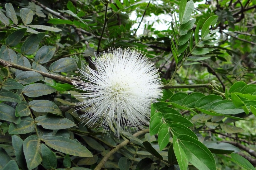 含羞草植物图片