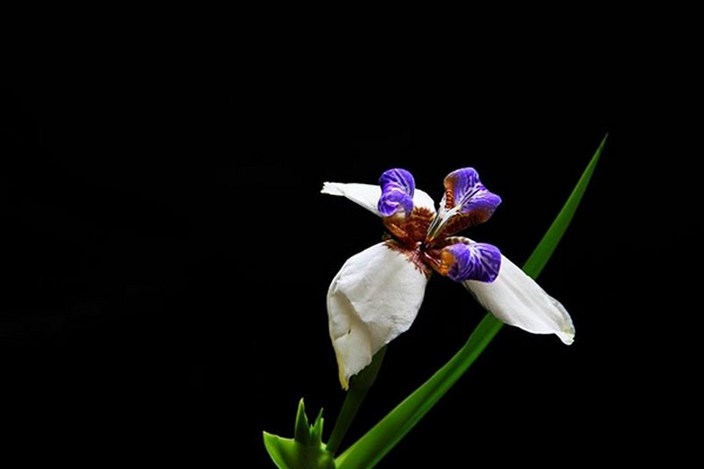 唯美艳丽的巴西鸢尾花卉植物图片