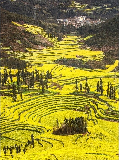 金色的油菜花海洋美景图片