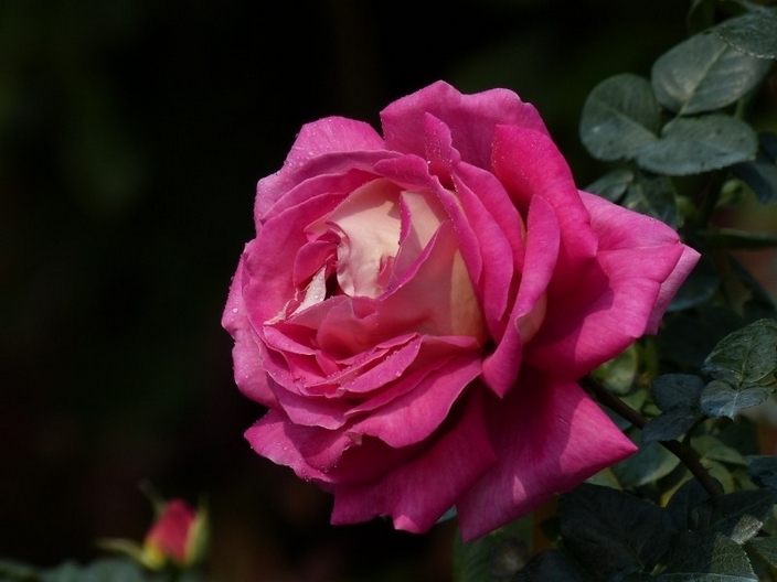 美丽娇艳的玫瑰花护眼壁纸图片大全