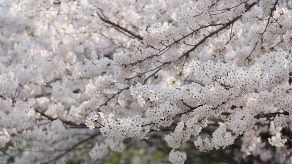 洁白的樱花植物图片