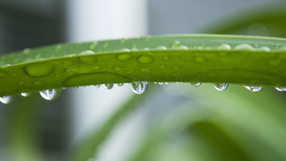 绿色小草上的水珠小清新图片