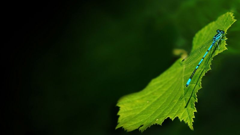 绿叶上的蜻蜓小清新护眼壁纸图片