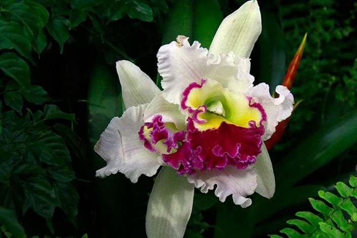 清新淡雅的卡特兰植物图片
