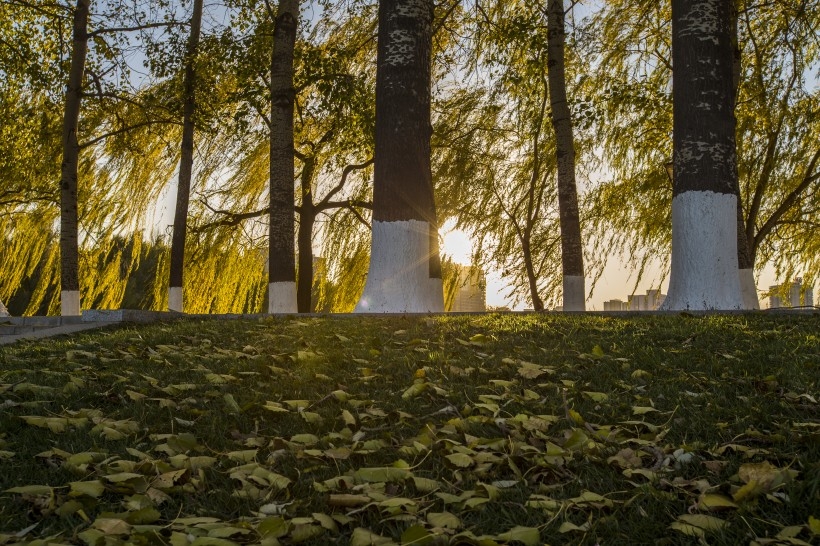 秋天里的落叶唯美风景图片