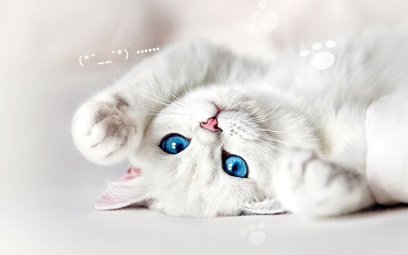 可爱的蓝眼小猫咪高清壁纸图片下载
