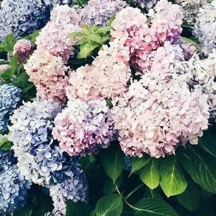 五彩花朵植物唯美意境图片