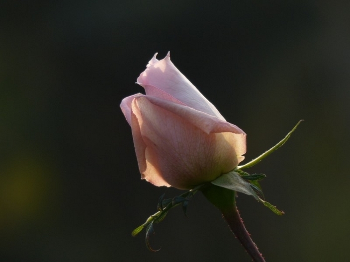 美丽娇艳的玫瑰花护眼壁纸图片大全