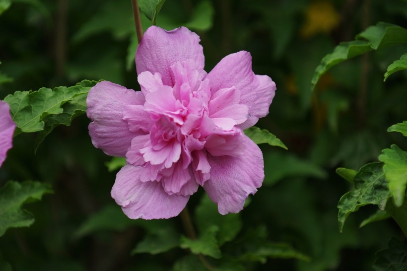 多彩芙蓉花植物图片