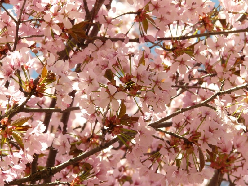 粉红的樱花植物图片