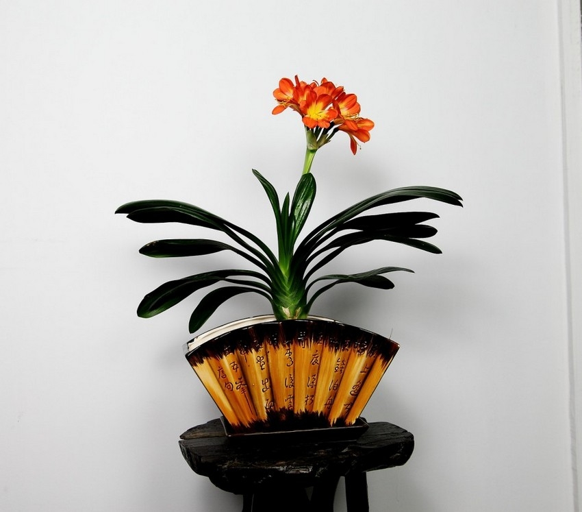 室内盆景植物君子兰花卉图片