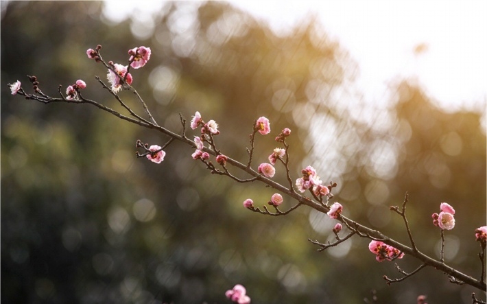 唯美梅花植物高清摄影图片