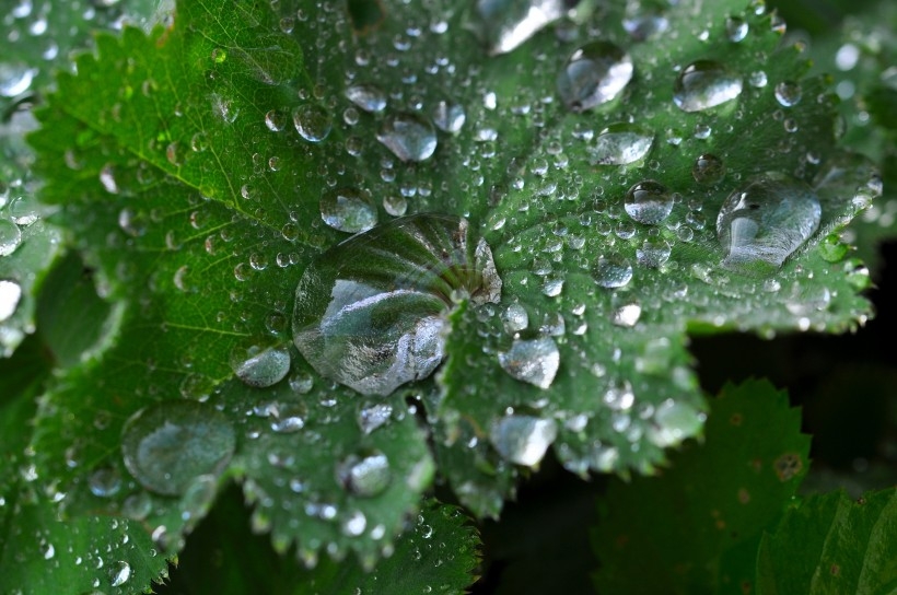 清晨绿叶上结露水的植物图片