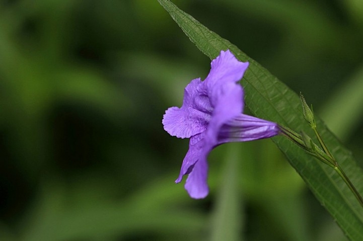 优雅的蓝紫色翠芦莉花卉植物图片大全