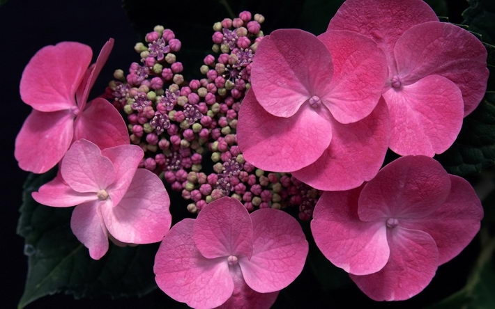 紫阳花高清植物图片