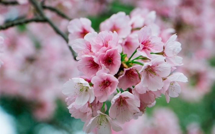 雨后粉色樱花高清植物图片