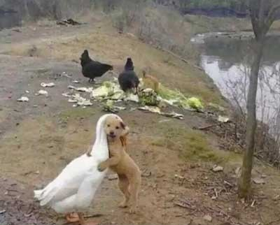 一只鹅与一只友情爆笑图片
