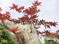火红的枫叶植物图片