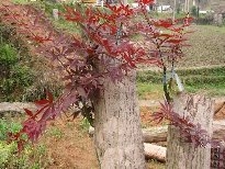 火红的枫叶植物图片