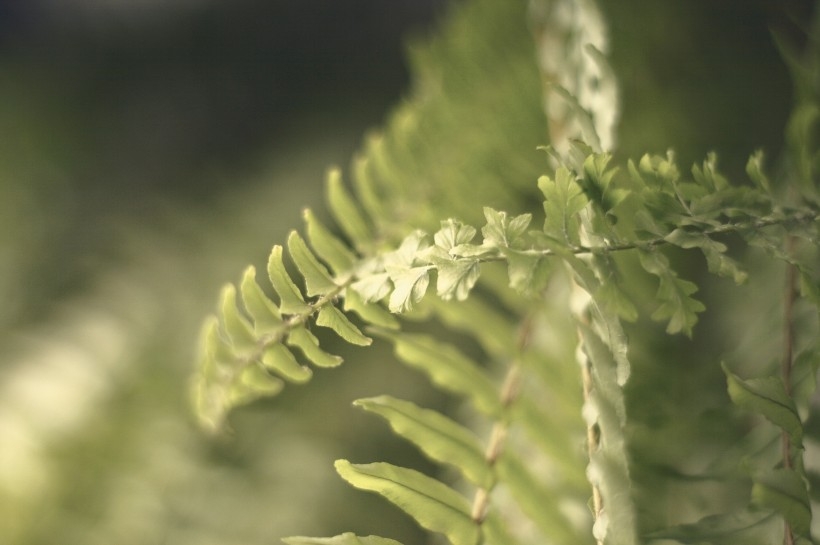 形状各异的绿色植物图片