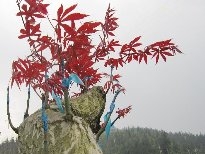 火红的枫叶植物图片
