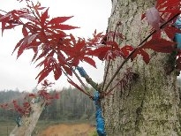 火红的枫叶植物图片