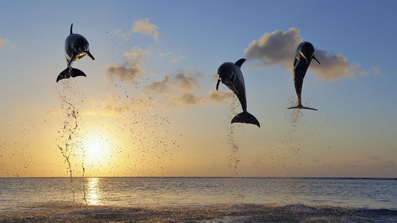 海豚飞跃海面的高清电脑壁纸图片