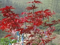 火红的枫叶植物图片