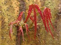火红的枫叶植物图片