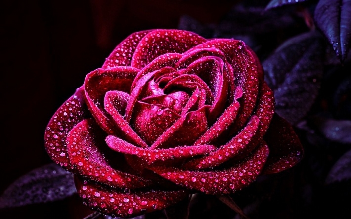 冰冻的玫瑰花高清护眼壁纸