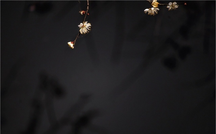 唯美梅花植物高清摄影图片