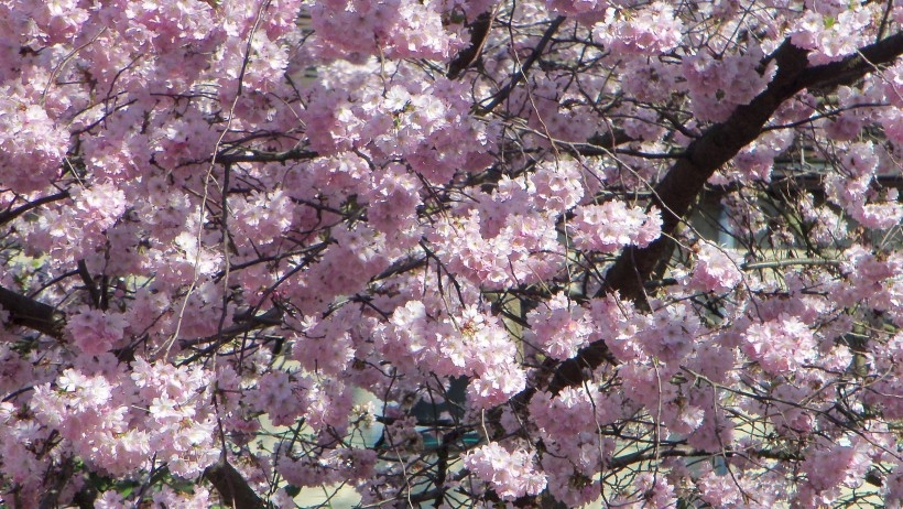 粉红的樱花植物图片