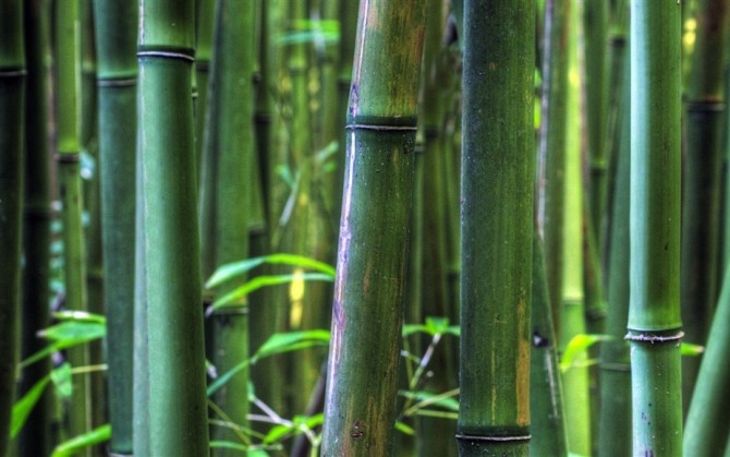 绿色竹林唯美风景图片