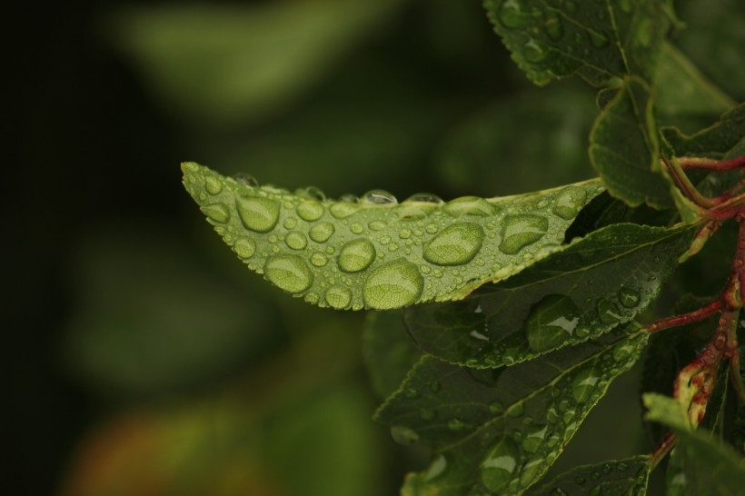 清晨绿叶上结露水的植物图片