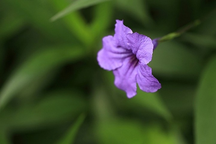优雅的蓝紫色翠芦莉花卉植物图片大全