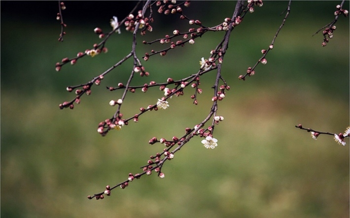 唯美梅花植物高清摄影图片