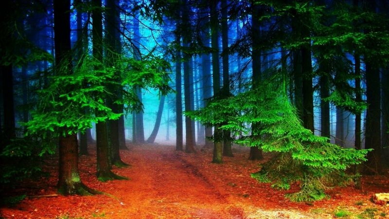 唯美的森林自然风景壁纸图片