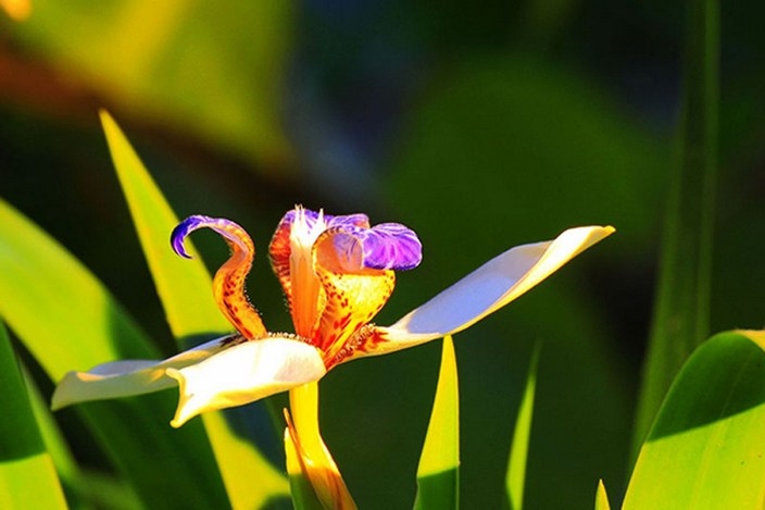 巴西鸢尾高清本草植物花卉图片