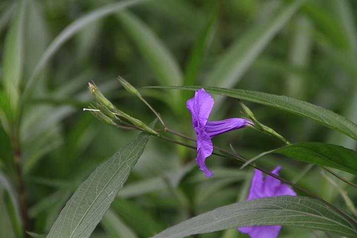 优雅的蓝紫色翠芦莉花卉植物图片大全