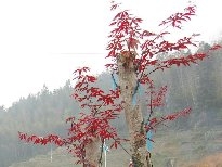 火红的枫叶植物图片