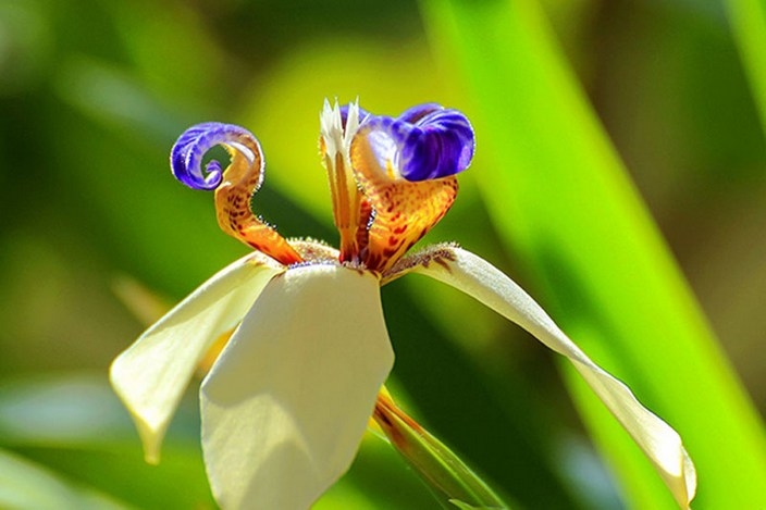 巴西鸢尾高清本草植物花卉图片