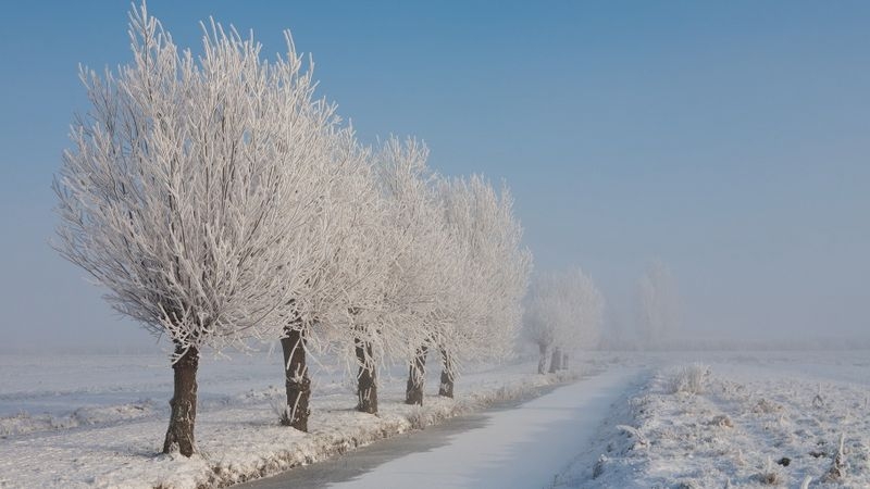 冬天河边的杨柳自然风景图片