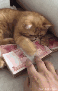 守财奴护钱猫爆笑图片