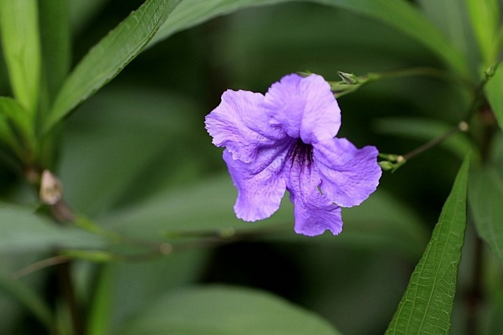 优雅的蓝紫色翠芦莉花卉植物图片大全