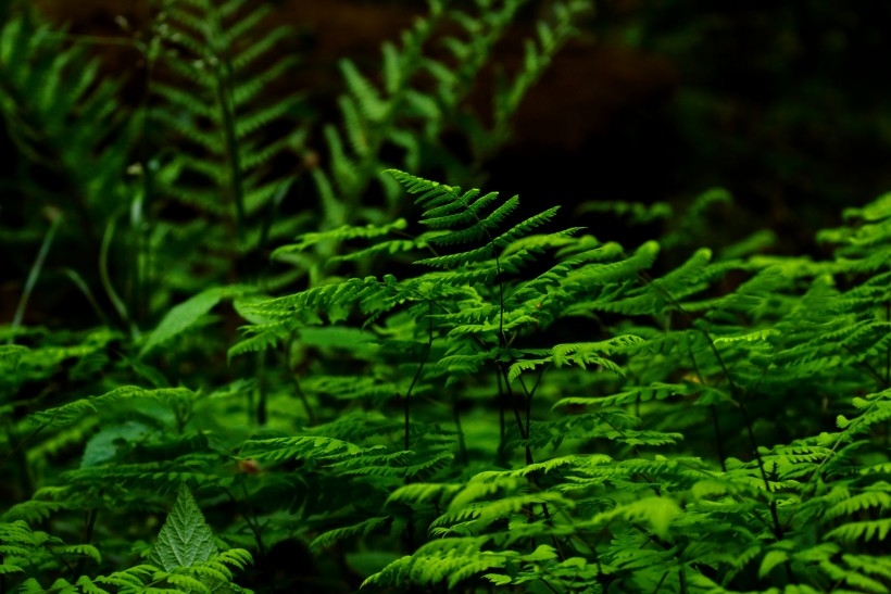 形状各异的绿色植物图片