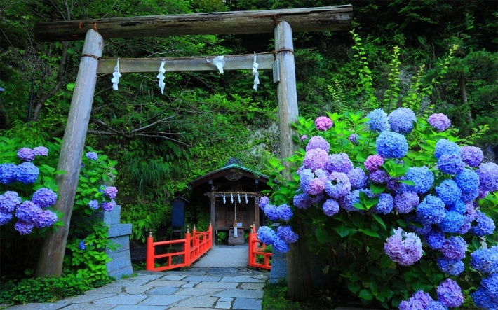 紫阳花高清植物图片