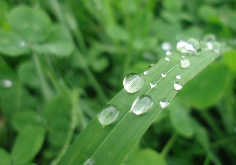清晨绿叶上结露水的植物图片