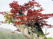 火红的枫叶植物图片