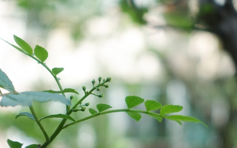 形状各异的绿色植物图片